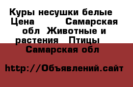 Куры несушки белые › Цена ­ 300 - Самарская обл. Животные и растения » Птицы   . Самарская обл.